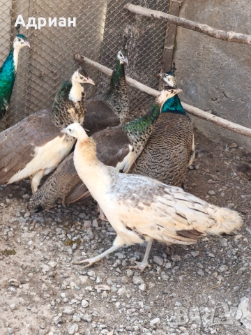 Пауни, снимка 9 - други­ - 53843400