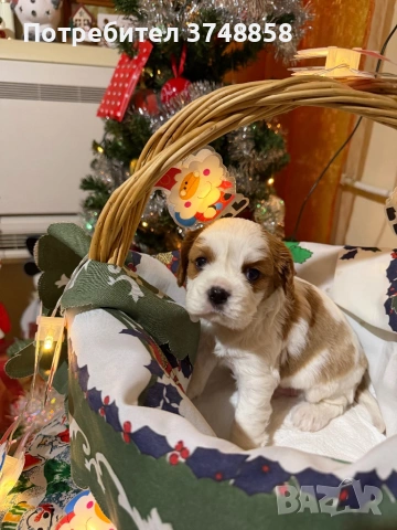 Малки кученца порода Кавалер Кинг Чарлз Шпаньол , снимка 9 - Кавалер кинг чарлз шпаньол - 53019640