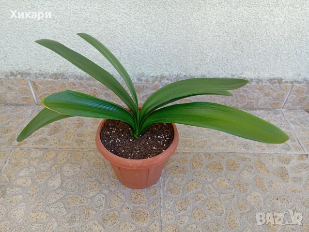 Кливия БЕЗ цвят