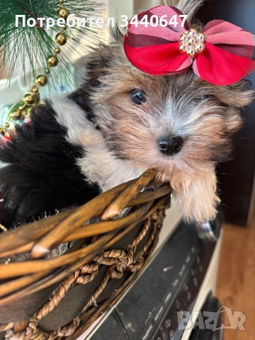 Мъжко йорки бивър, снимка 7 - Йоркширски териер - 52937784