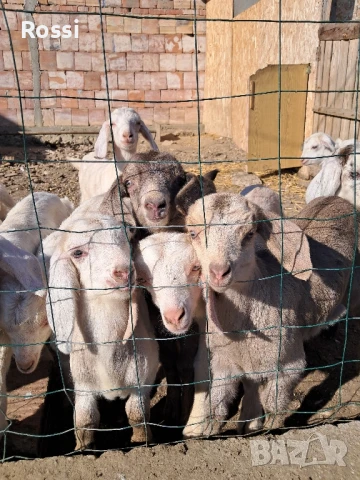 ЗРЯЛО КОЗЕ СИРЕНЕ;птиче месо/ домашно, снимка 9 - Домашни продукти - 46237896