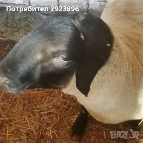 Продавам мъжки Суфолк , снимка 3 - Овце - 55877487