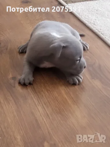 Топ Американско були покет American bully , снимка 8 - Други - 55673088