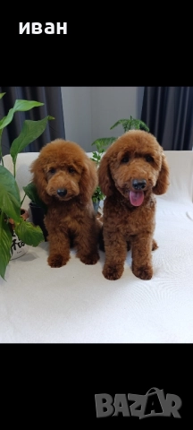 пудел мини момчета , снимка 1