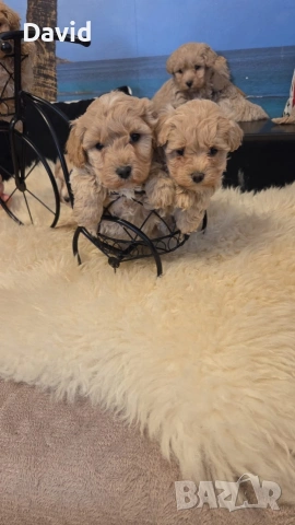 maltipoo, снимка 6 - Други - 53088252