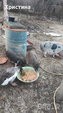 Виетнамски прасета, снимка 5 - Прасета - 52469489