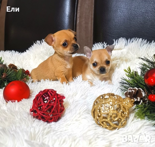 Чихуахуа (мъжко и женско) , снимка 4 - Чихуахуа - 52858670