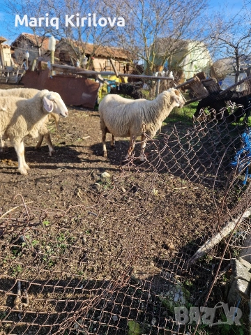 Продавам бременни овце 