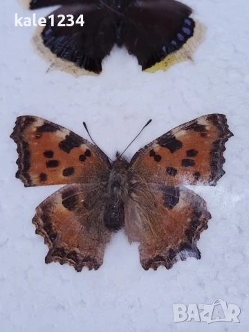 Пеперуди. Препарирани. Рамка. Естествени. Пеперуда , снимка 4 - Други - 50602532