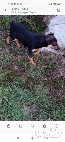 яг териерче , снимка 2 - Други - 53370347