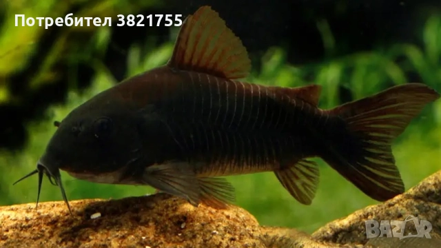Сомче, сомче coridoras venezuela black, черен коридорас, снимка 3 - Рибки - 52186595