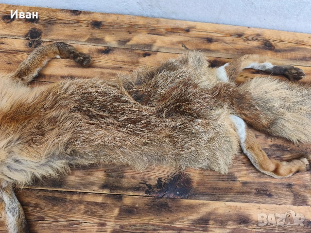 яка от лисица / кожа от лисица , снимка 5 - Антикварни и старинни предмети - 53697346