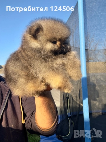 Померан мини померанче, снимка 3 - Померан - 52630770