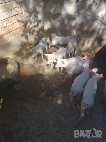Продавам малки прасета на 50 дни, 25кг., снимка 2 - Прасета - 51852136
