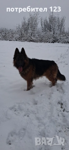Мъжка дългокосместа немска овчарка за разплод., снимка 9 - Немска овчарка - 49048510