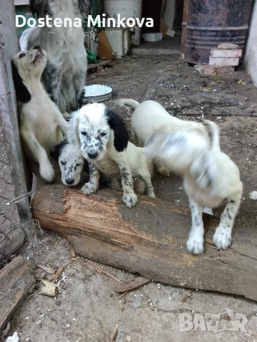 Английски сетери, снимка 1