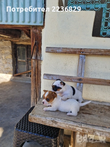 Джак-Ръсел Териер 