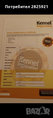 Йорки бебе, снимка 12 - Йоркширски териер - 52694965