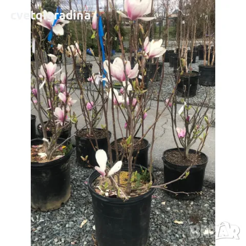 Магнолия Галакси Magnolia soulangeana Galaxy, снимка 2 - Градински цветя и растения - 49084541