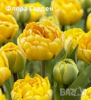 Луковици ЗЮМБЮЛИ, ЛАЛЕТА И ДРУГИ - 10 % отстъпка, снимка 7 - Градински цветя и растения - 51033126