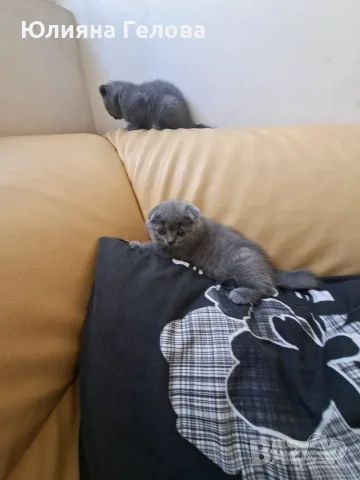 Шотландска клепоуха котка, снимка 5 - Други - 55953270