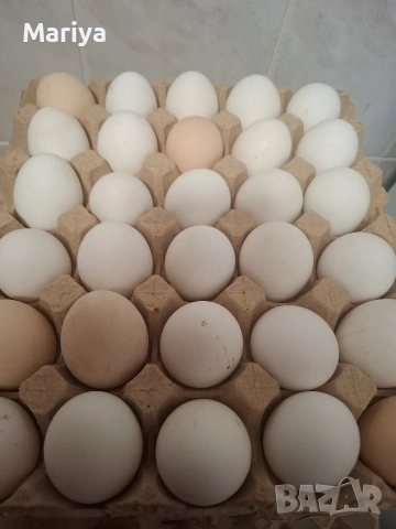 домашни яйца , снимка 2 - Други животни - 53830013