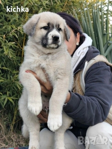 Кавказка овчарка, снимка 7 - Кавказка овчарка - 53840449