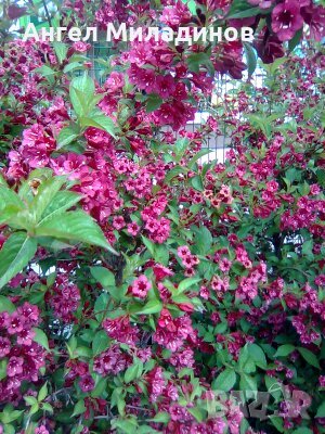 Декоративен храст- Вайгела, снимка 4 - Градински цветя и растения - 40414600