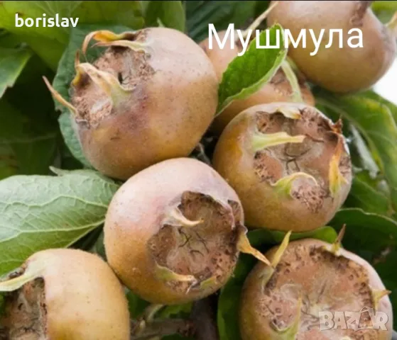 Продавам Мушмули