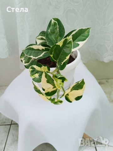 Сциндапсус, Индрише, Бенджамин и други стайни цветя , снимка 6 - Стайни растения - 48091125