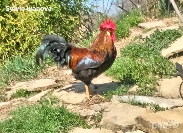 легхорн петел, страхотен, породист