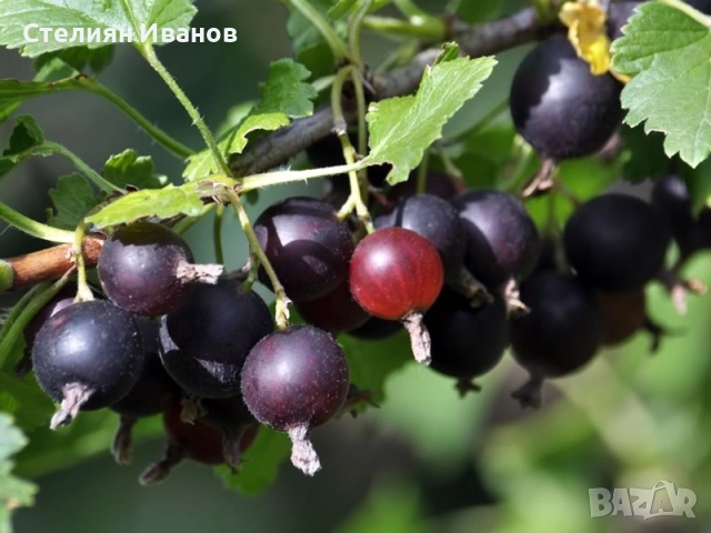 Йоща, йоста, jostaberry (Ribes × nidigrolaria), снимка 2 - Градински цветя и растения - 52354302
