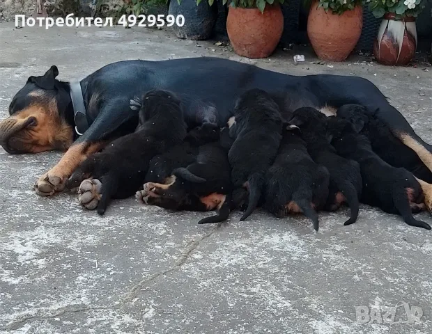 Продавам ротвайлери, снимка 2 - Ротвайлер - 55800276