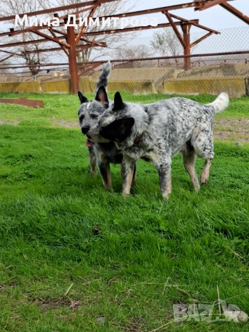 Продавам Кеталдог, снимка 5 - Други - 52574446