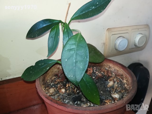 ЦВЕТЕ В САКСИЯ-ДЪРВОТО НА ПАРИТЕ 1802241018, снимка 5 - Стайни растения - 44349238