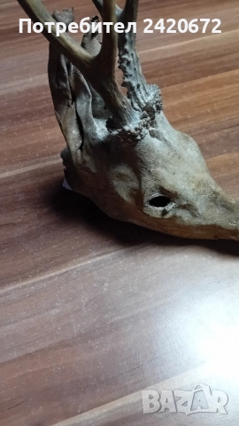 глава на елен сика