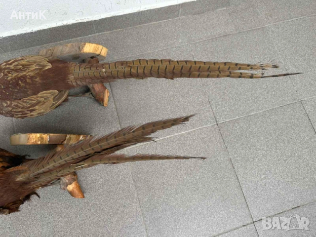 Препариран Фазан Фазани, снимка 8 - Други ценни предмети - 51683019