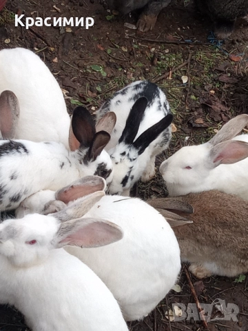 Бели зайци , снимка 3 - Декоративни зайчета - 48441669