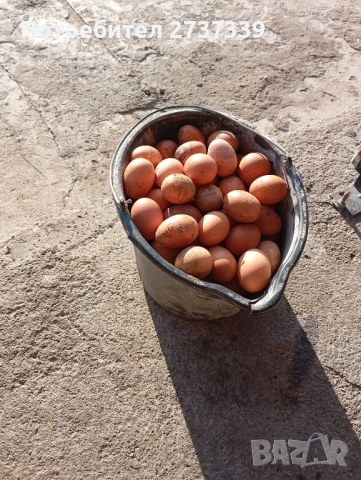 Носачки ломан браун, снимка 3 - Кокошки и пуйки - 53815172