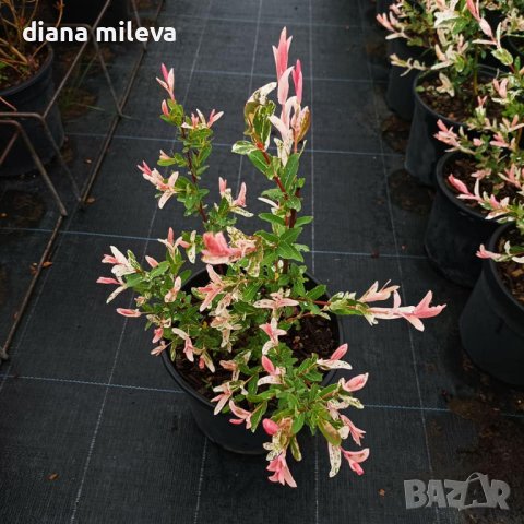 Пъстролистна върба Хакуро Нишики, храст, снимка 1