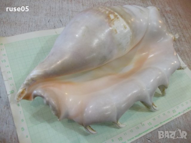 Раковина - 20, снимка 2 - Други ценни предмети - 34641065