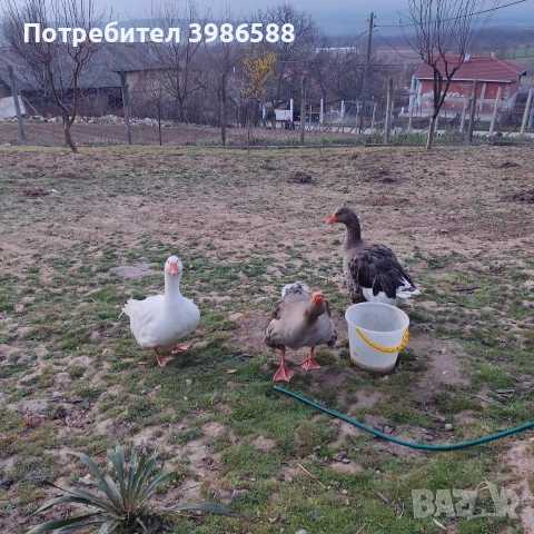 Яйца от гъски 10 бр., снимка 7 - Патици и гъски - 53864807