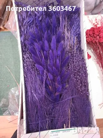 Изсушени естествени класове за декорация, снимка 3 - Други - 47914335