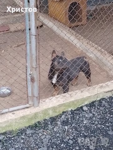 Мъжки френски булдоци за разплод