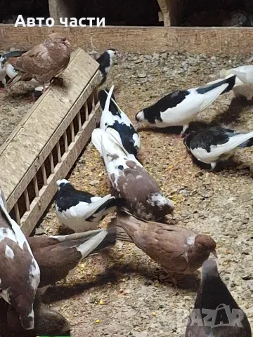 гълаби на хвърчани пазарджишки високолетачи , снимка 16 - Гълъби - 49029455