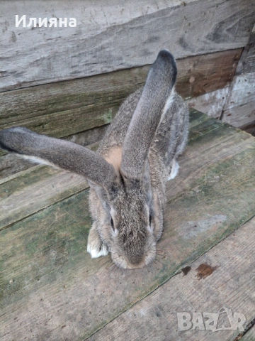 Продавам эайци , снимка 9 - Други животни - 53771954