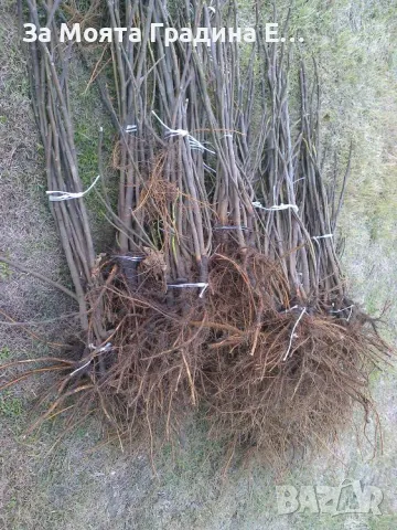 Смокиня Блек мишън, снимка 3 - Градински цветя и растения - 49766647