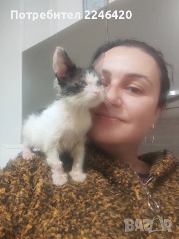 2-месечно момченце търси дом!