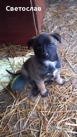 Подарявам кученца - белгийска овчарка (Малиноа) микс, снимка 5 - Белгийска овчарка - 52817804