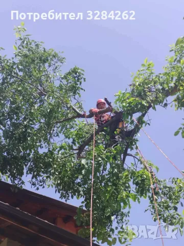 кастрим и оформяме дървете, режем опасни дървета арборист, снимка 5 - Други услуги - 47429461